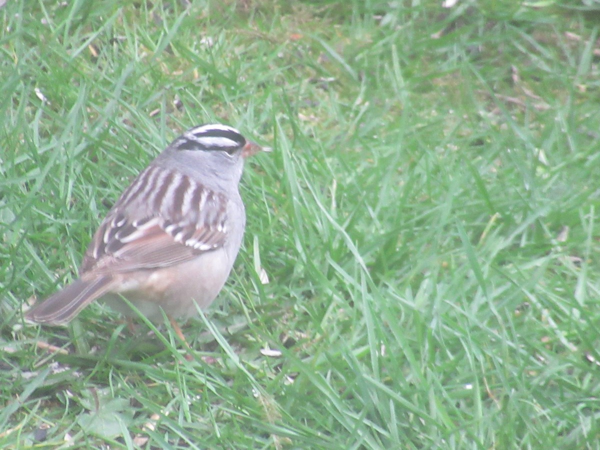 White-crowned Sparrow - ML618781739