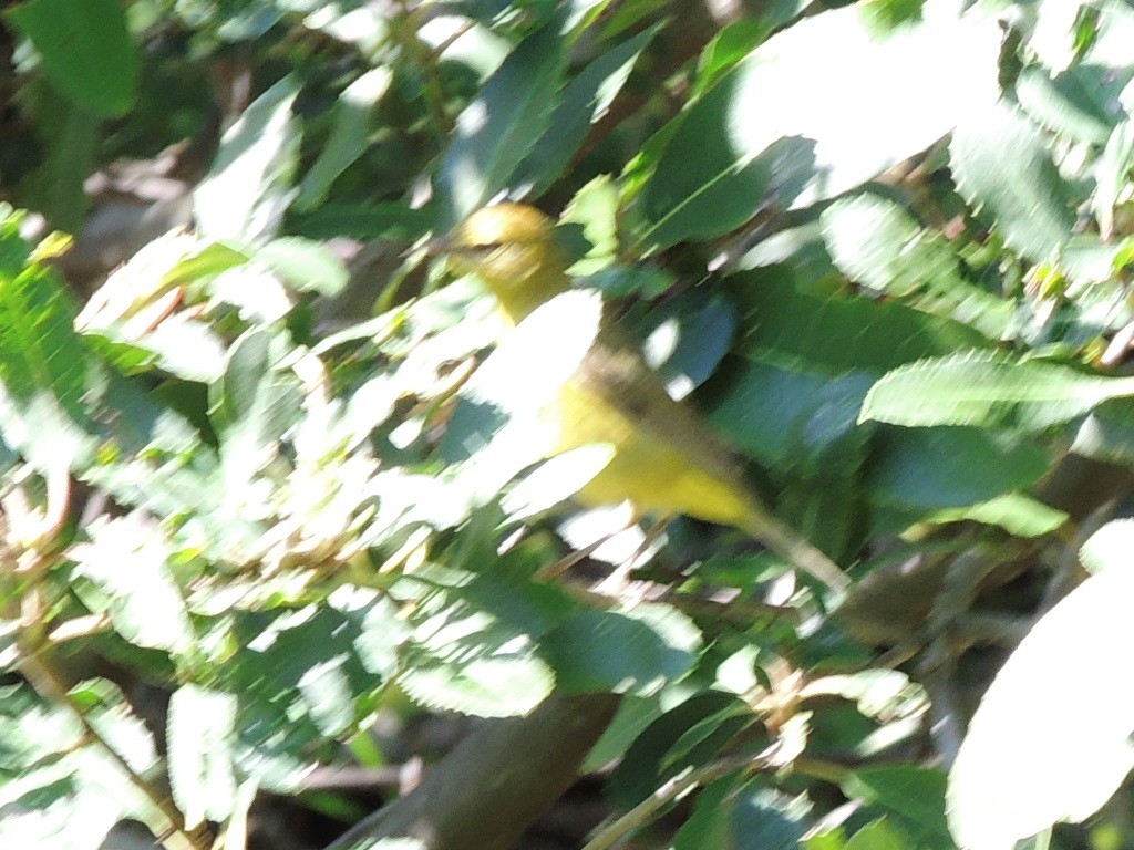 Yellow Warbler - ML618781835