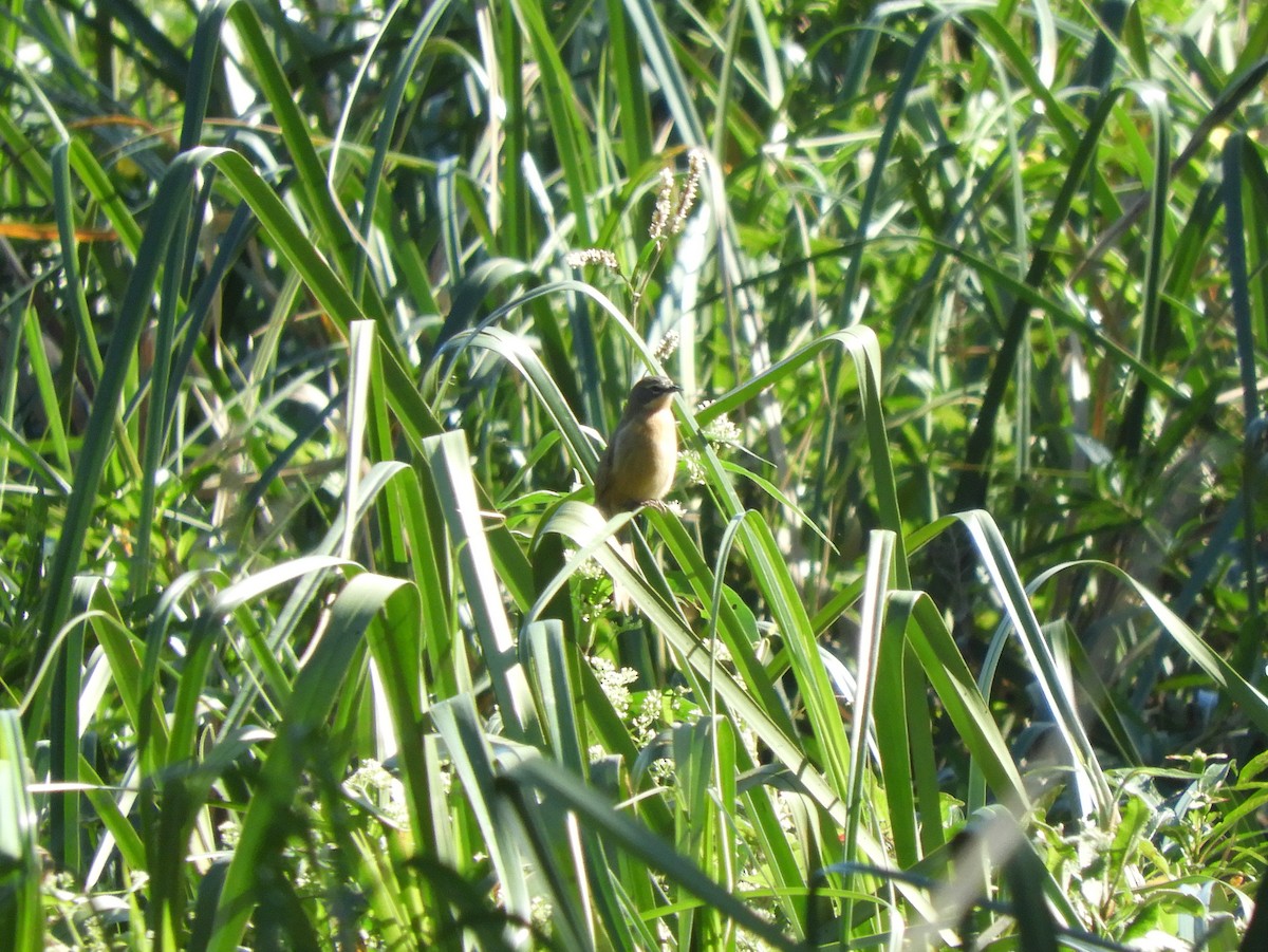 Long-tailed Reed Finch - ML618781842