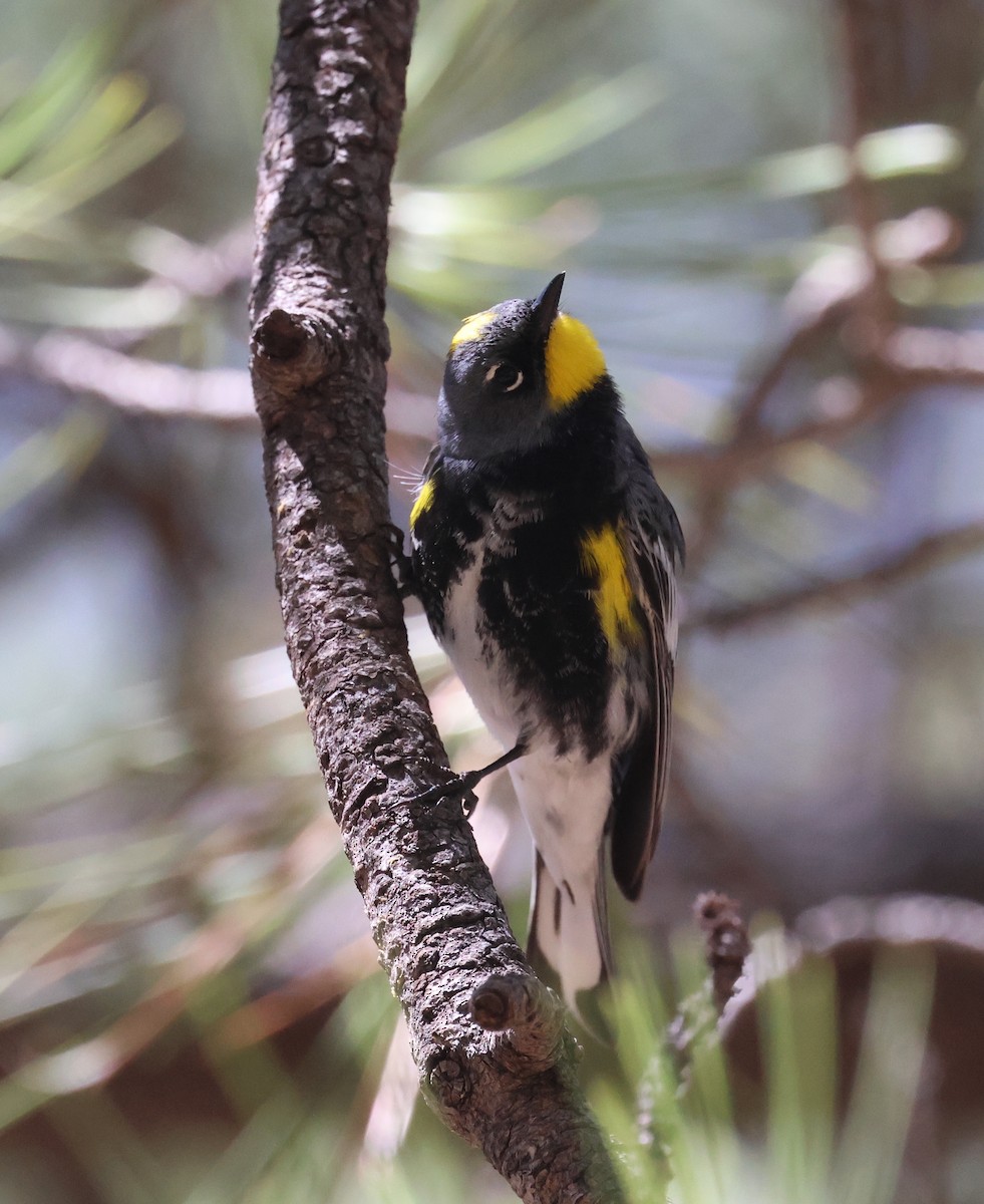 Yellow-rumped Warbler (Audubon's) - ML618781866