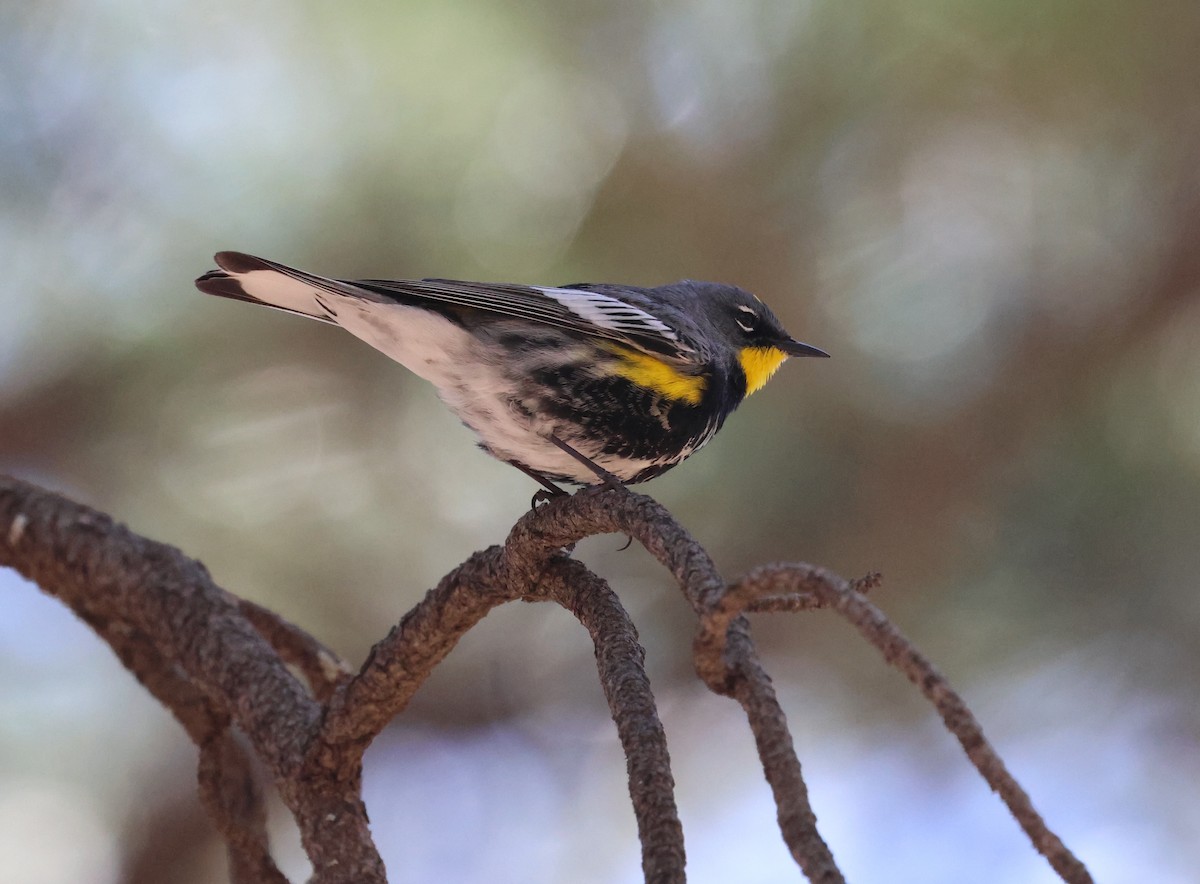 Yellow-rumped Warbler (Audubon's) - ML618781867