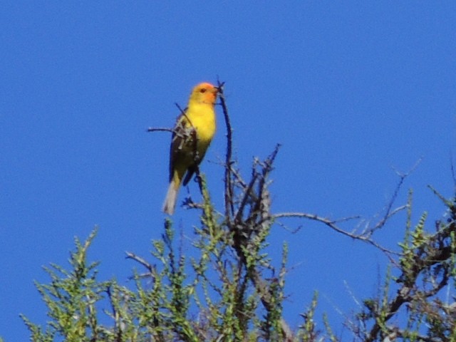 Western Tanager - ML618781869