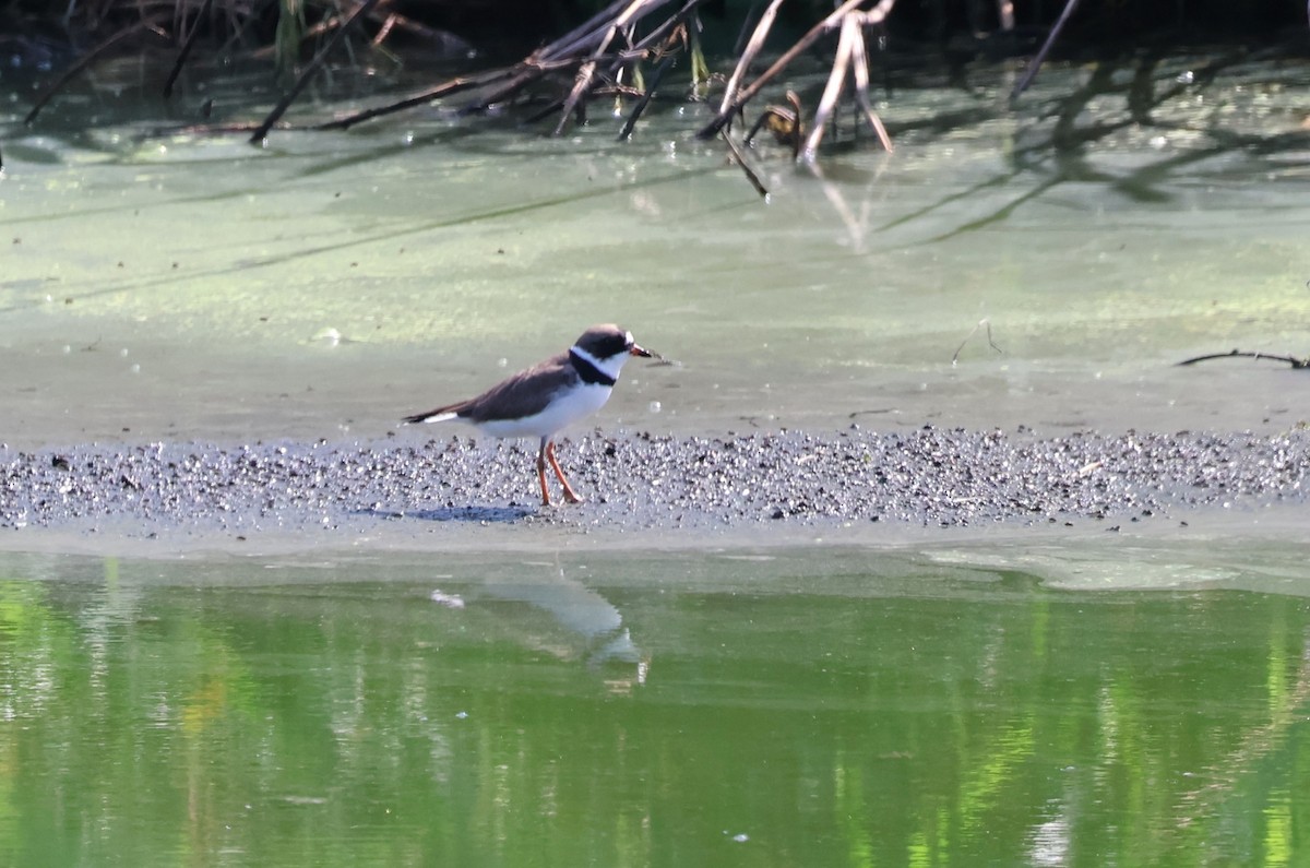 Semipalmated Plover - ML618781906