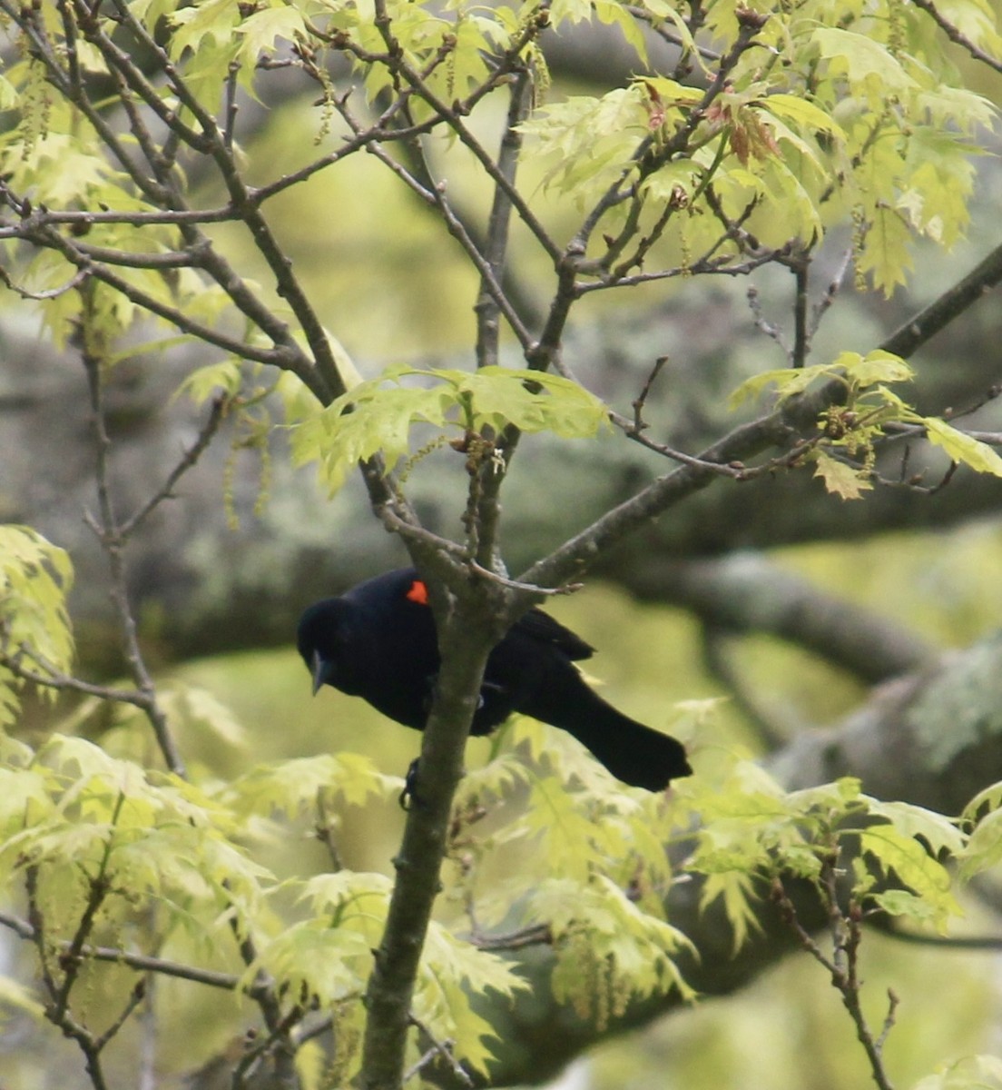 Red-winged Blackbird - ML618781908