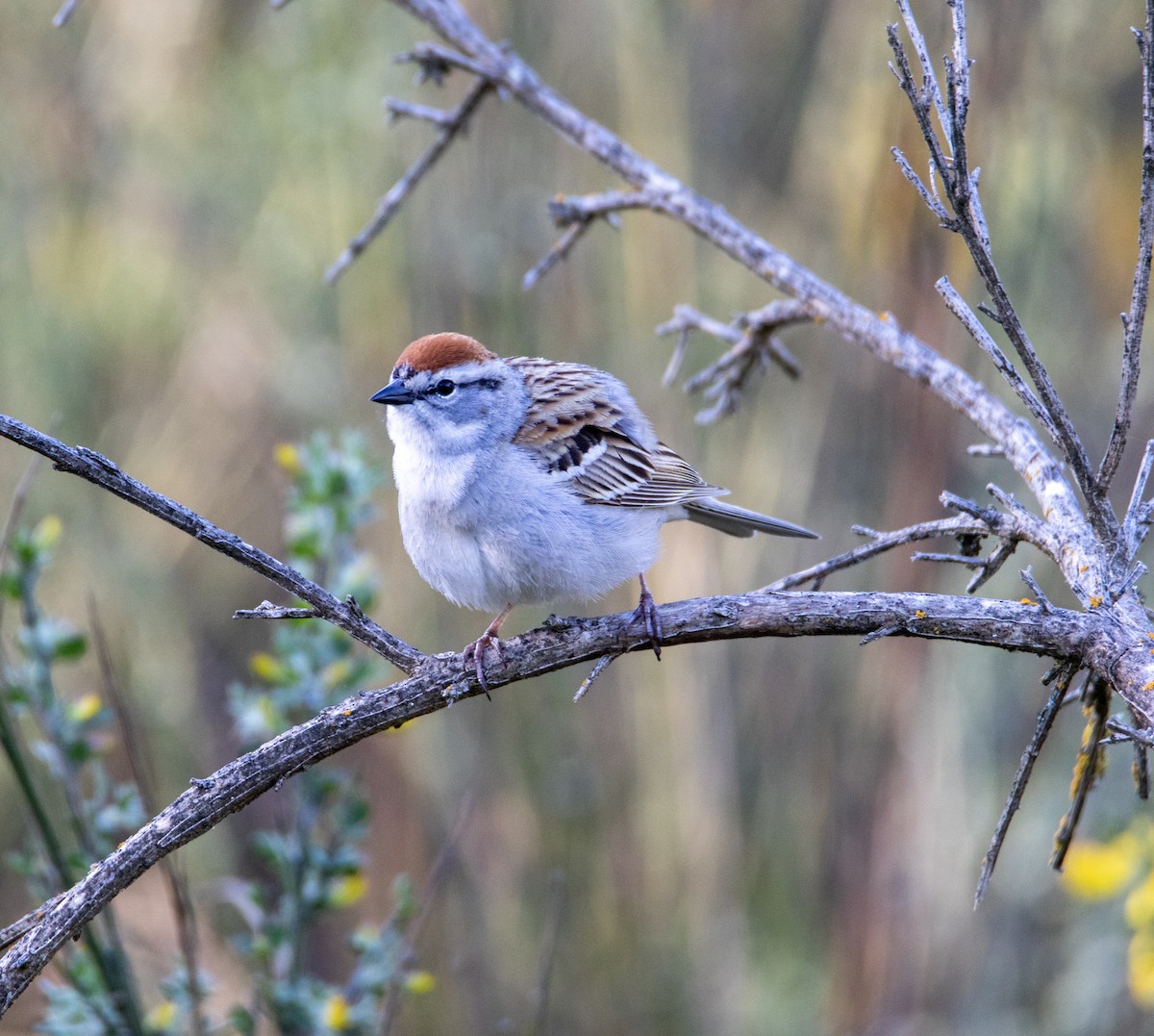 Chipping Sparrow - ML618781910