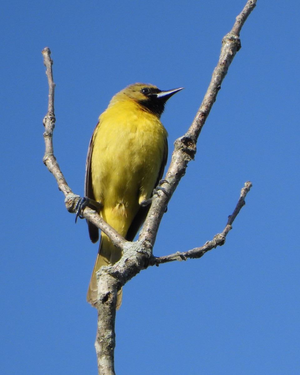 Orchard Oriole - ML618781913