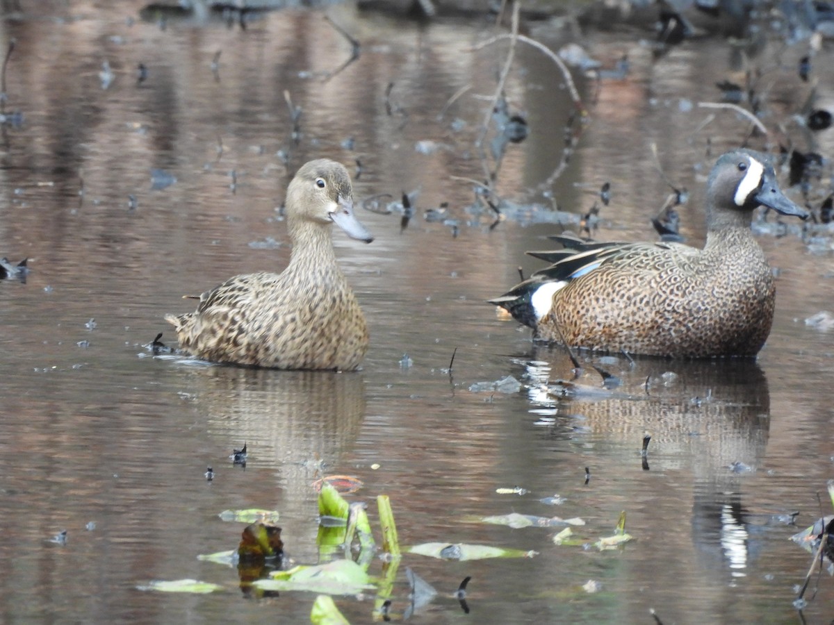 Blue-winged Teal - ML618781931