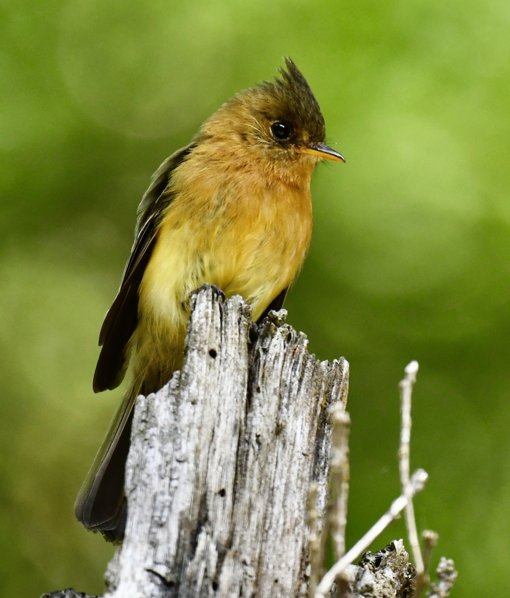 Tufted Flycatcher - Gayle Perrine