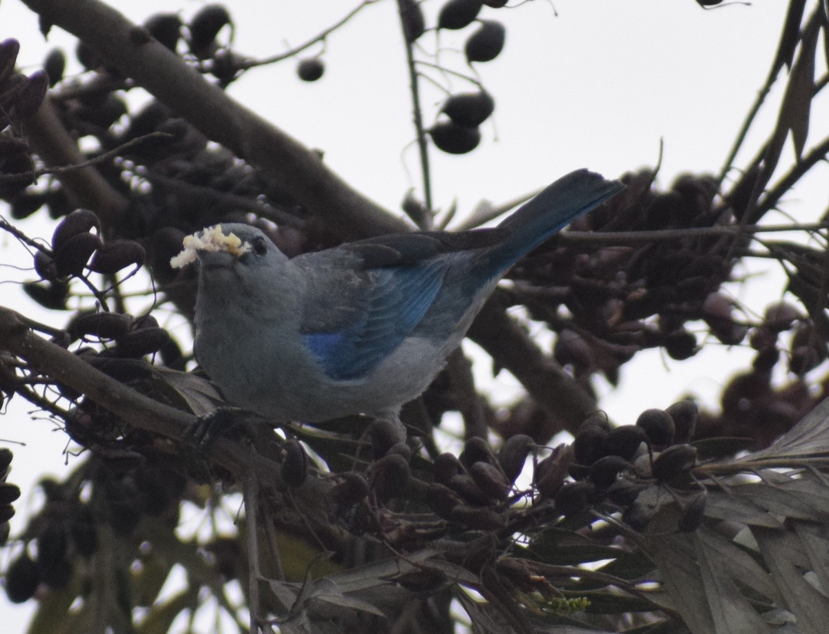 Blue-gray Tanager (Blue-gray) - Monica Paredes Mejia
