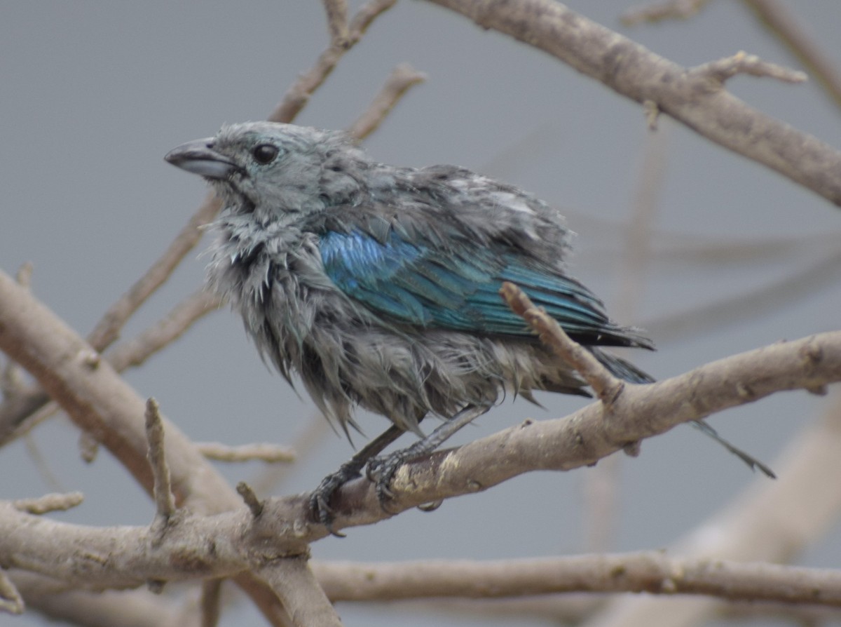 Blue-gray Tanager (Blue-gray) - ML618781970