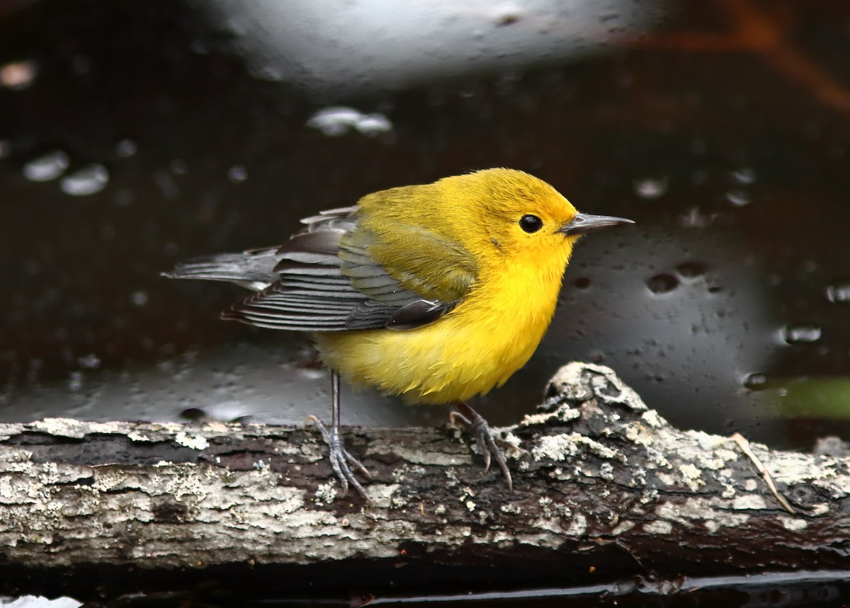 Prothonotary Warbler - ML618782032