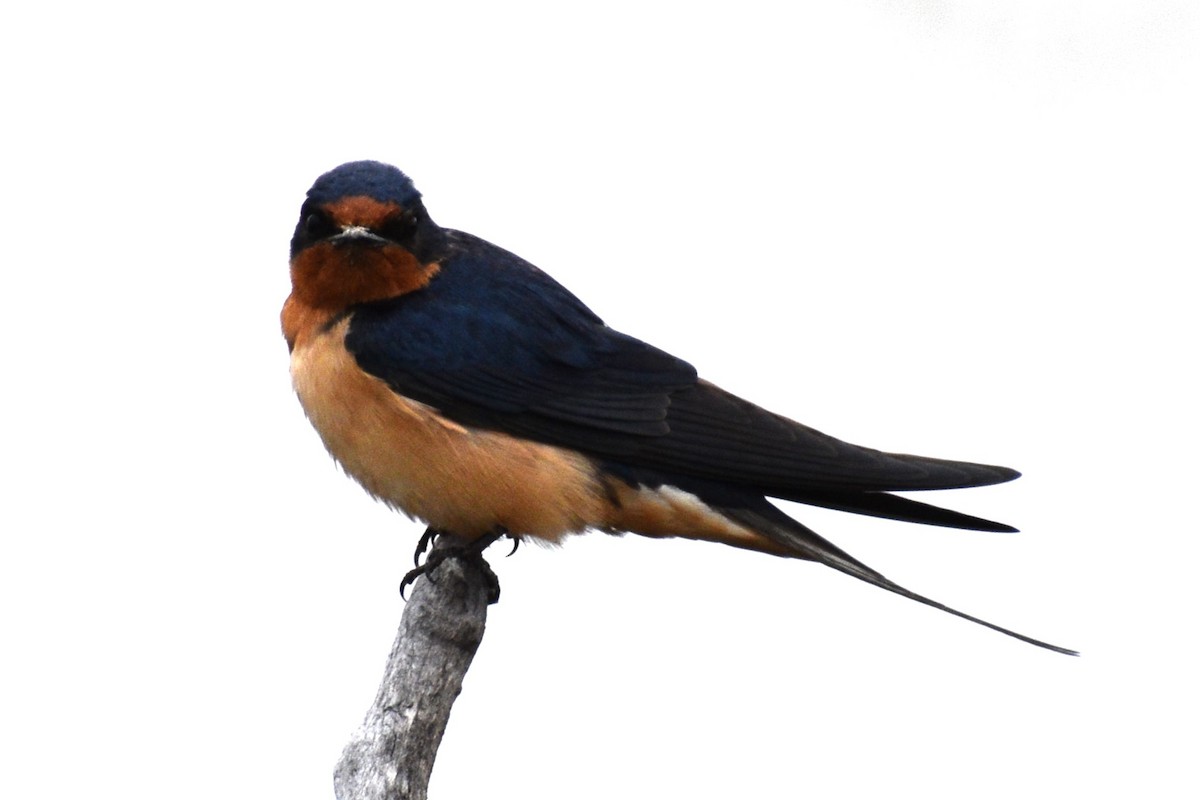 Barn Swallow - Cate de la Garza Millard