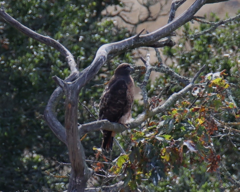 Red-tailed Hawk - ML618782039