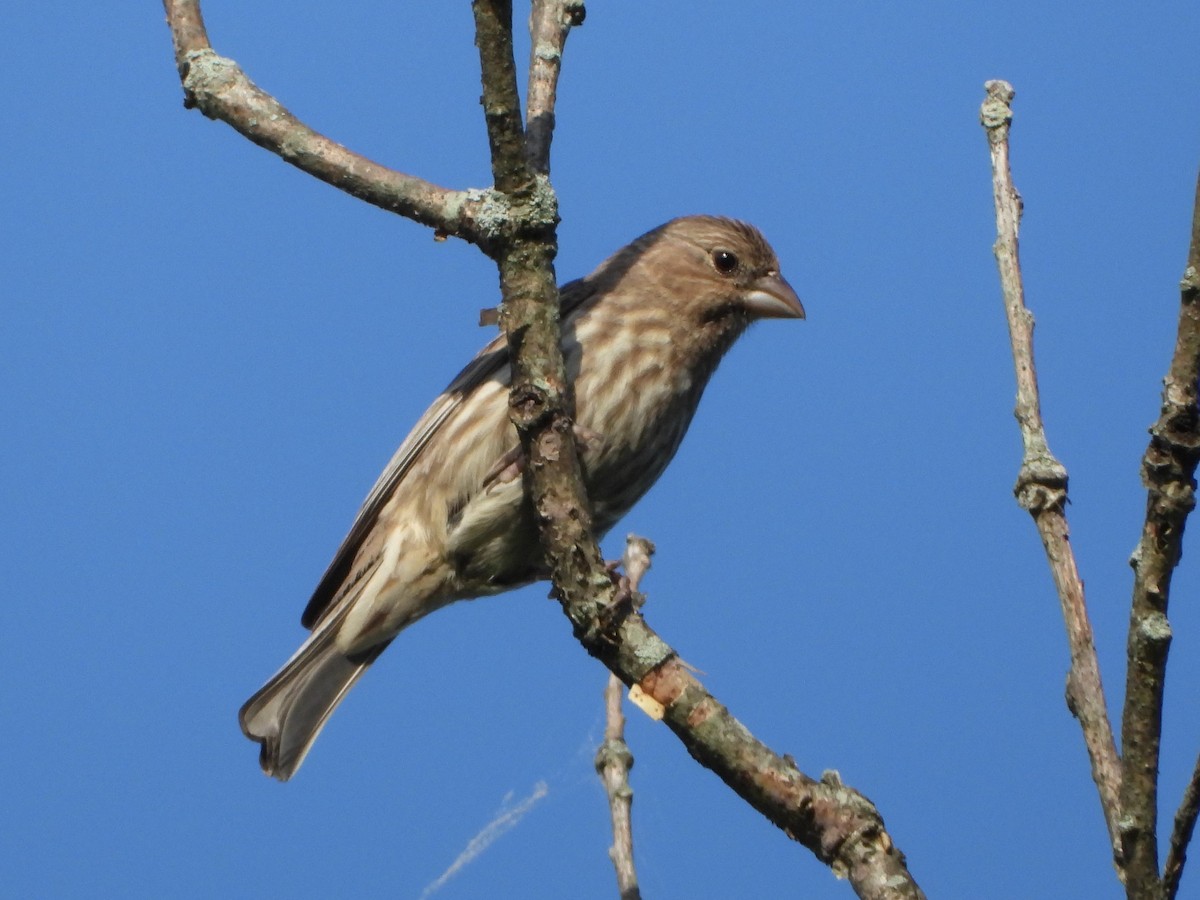 House Finch - Constance Griner