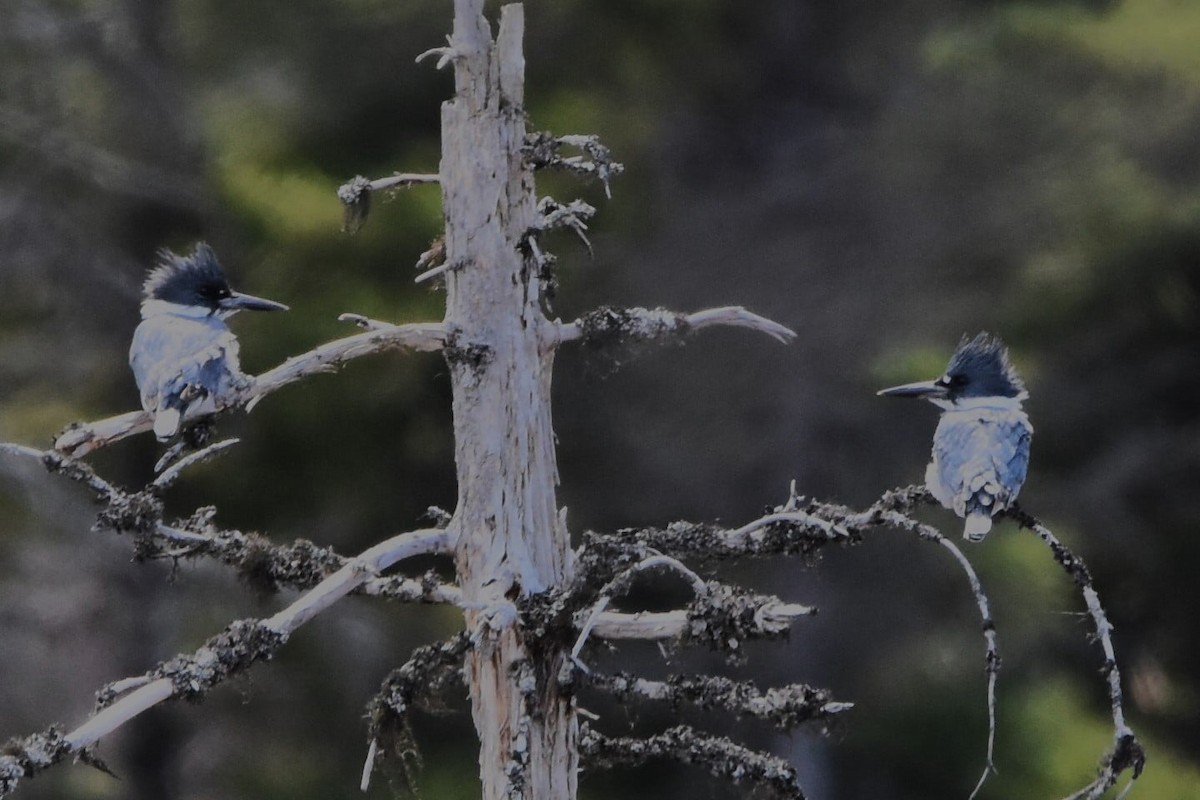 Belted Kingfisher - ML618782072