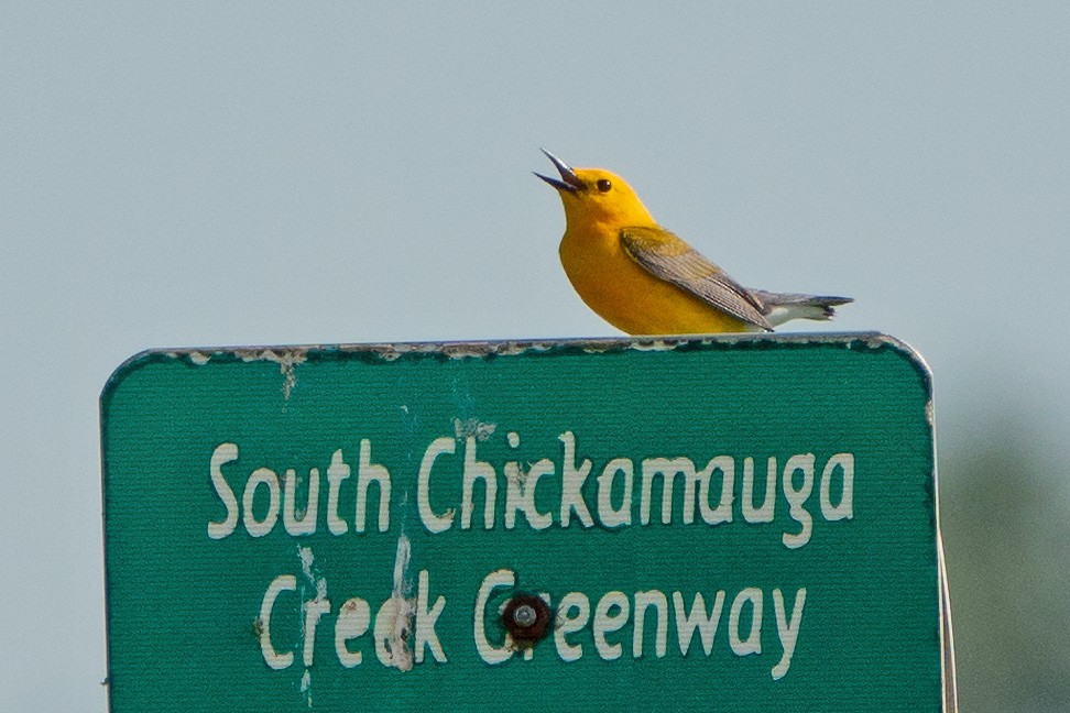 Prothonotary Warbler - ML618782086