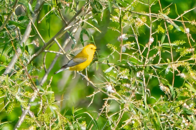 Prothonotary Warbler - ML618782087