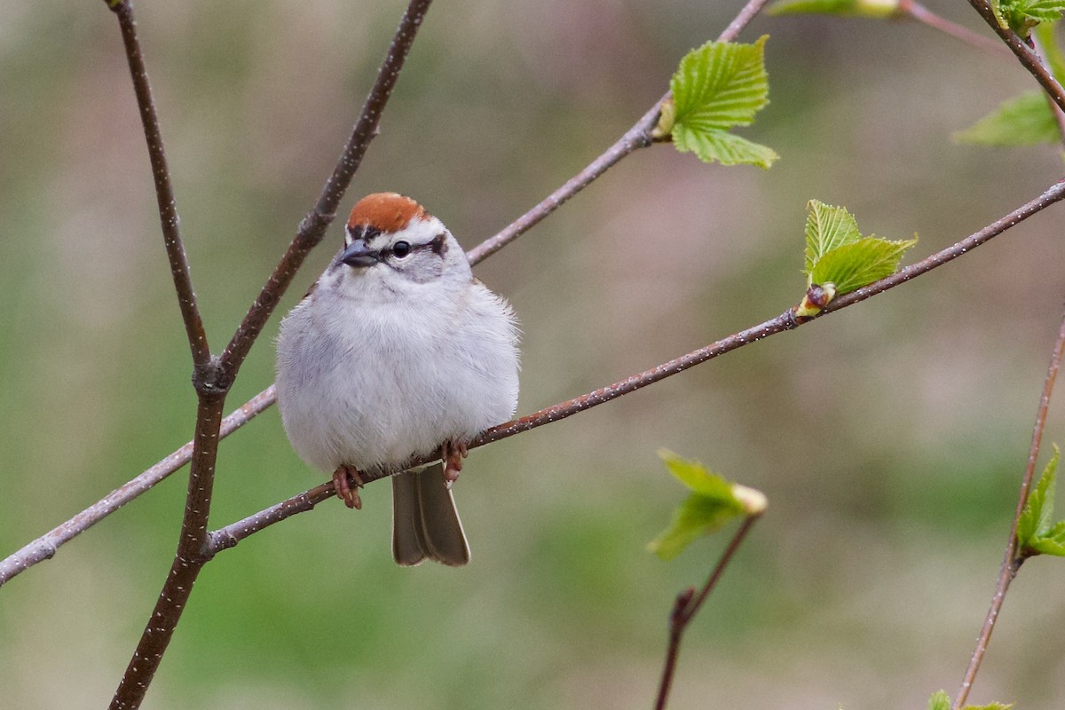 Chipping Sparrow - ML618782106