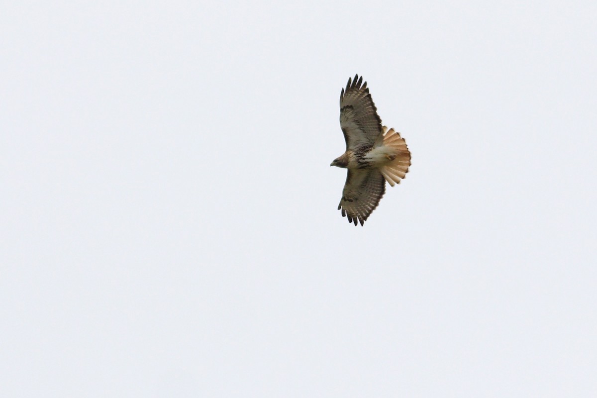 Red-tailed Hawk (abieticola) - ML618782109