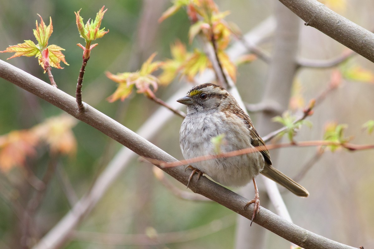 White-throated Sparrow - George Forsyth