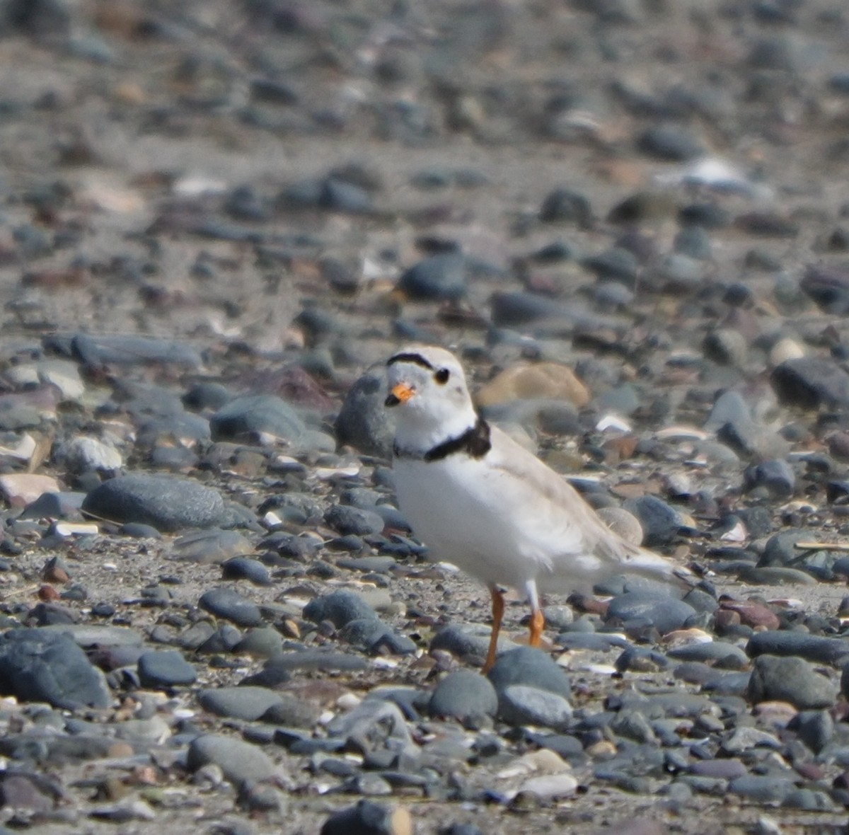 Piping Plover - ML618782147