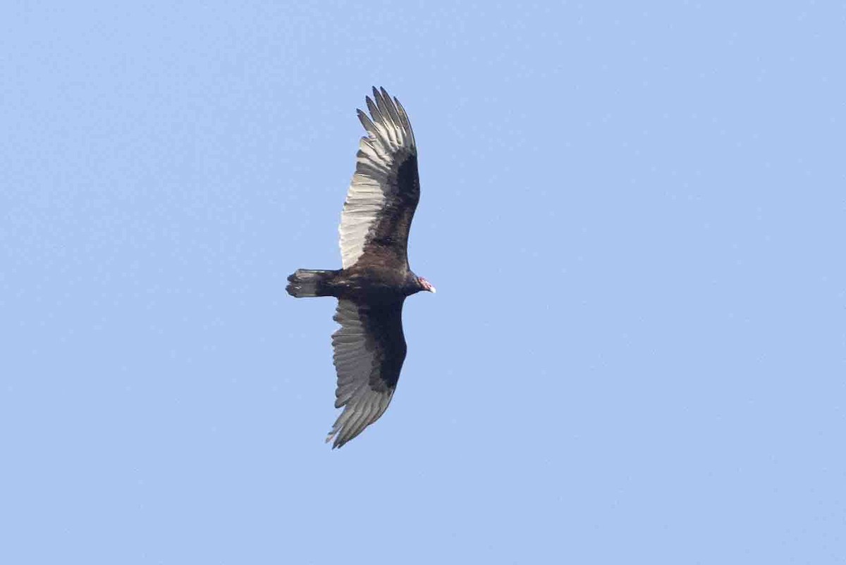 Turkey Vulture - ML618782161