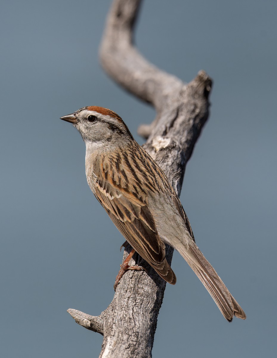 Chipping Sparrow - ML618782181