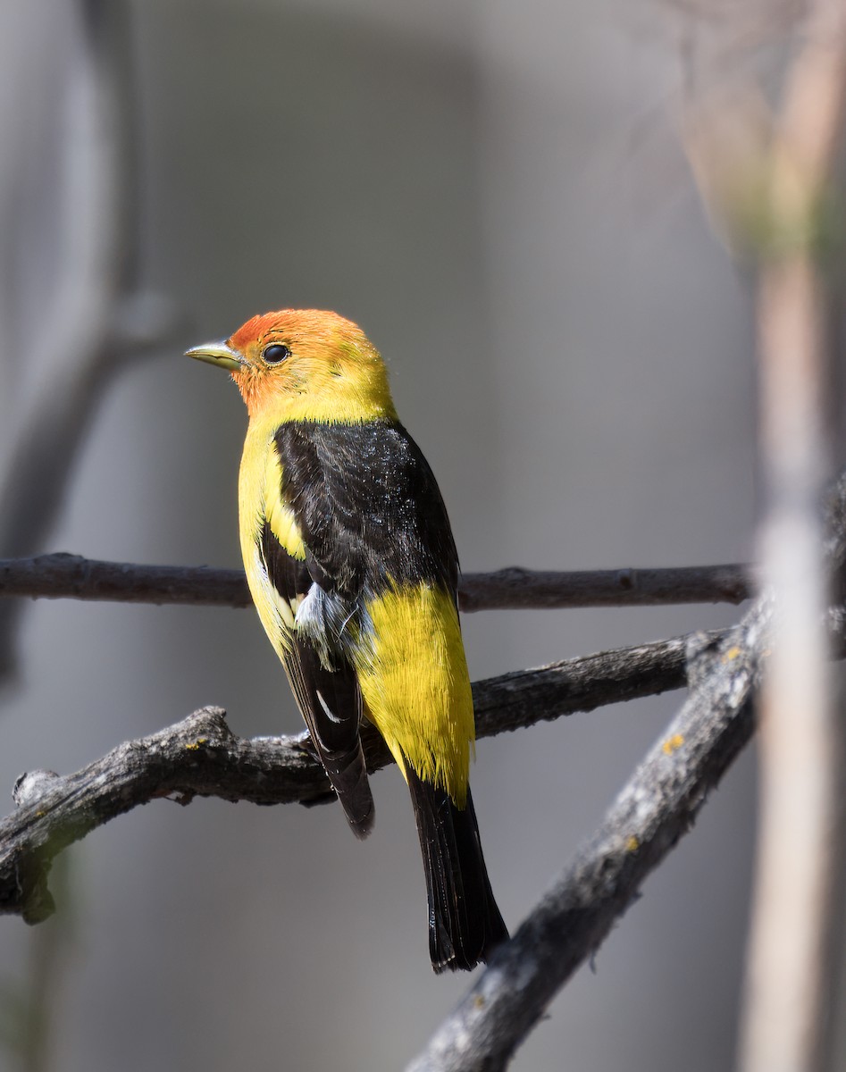 Western Tanager - ML618782196