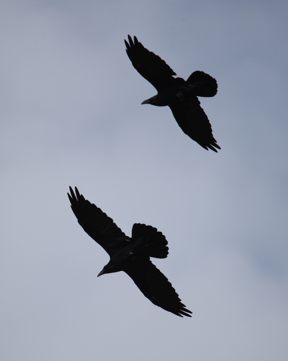 Common Raven - ML618782206