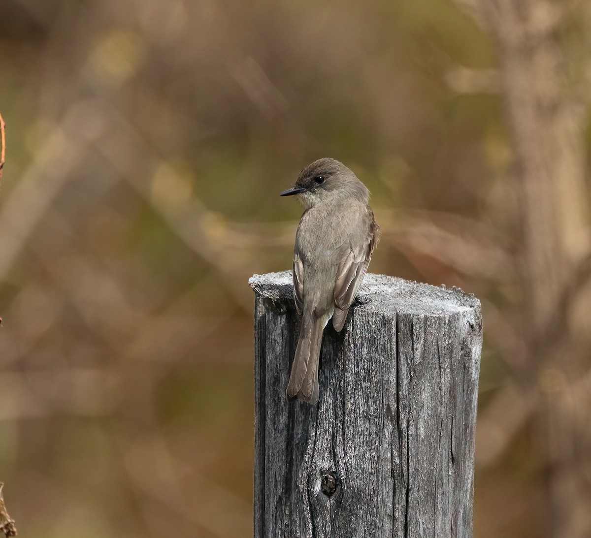 Eastern Phoebe - Julie Paquette