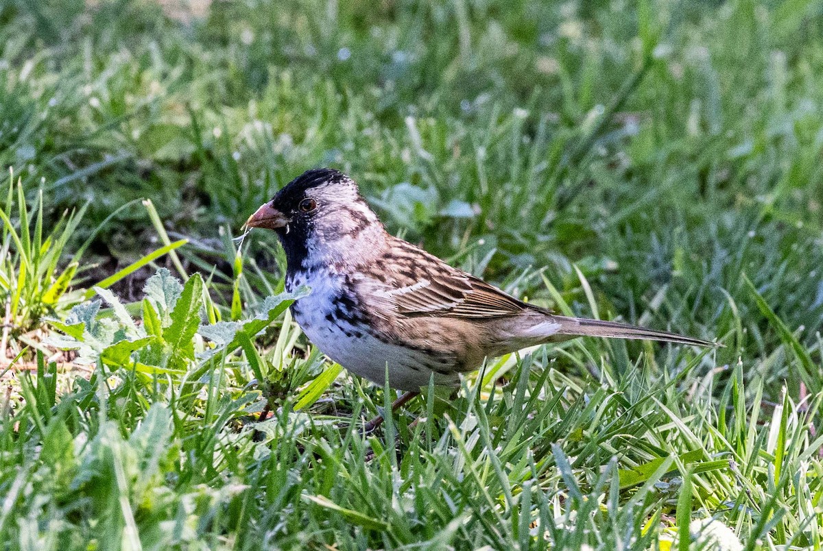 Harris's Sparrow - ML618782227