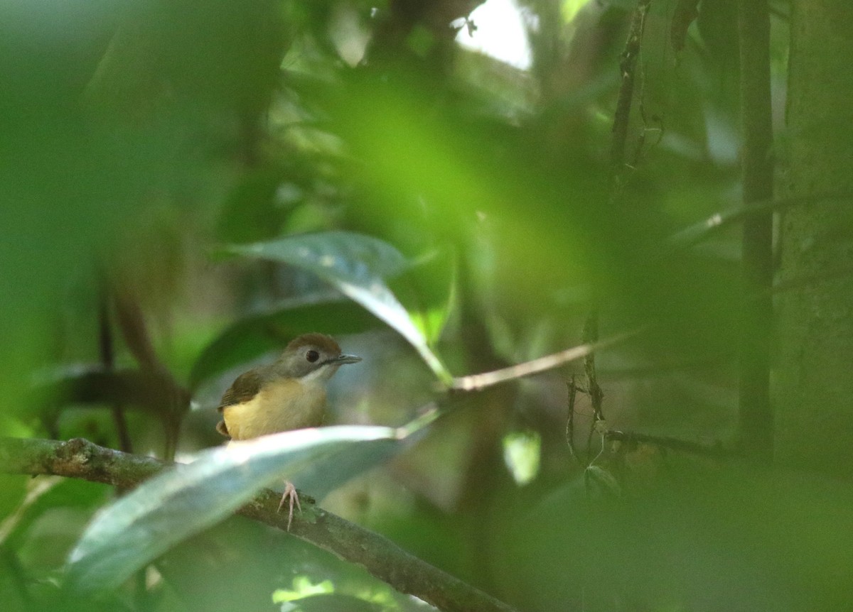 Short-tailed Babbler (Leaflitter) - ML618782243