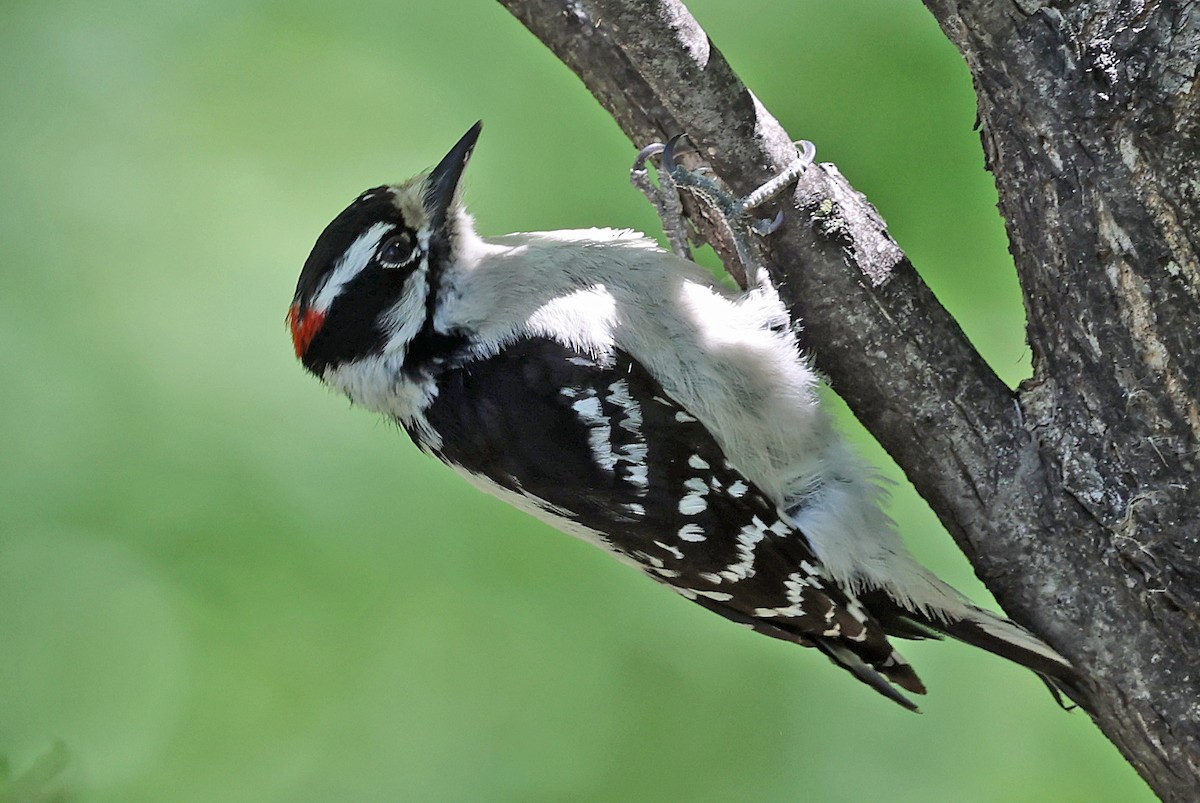 Hairy Woodpecker - Joel Swanstrom