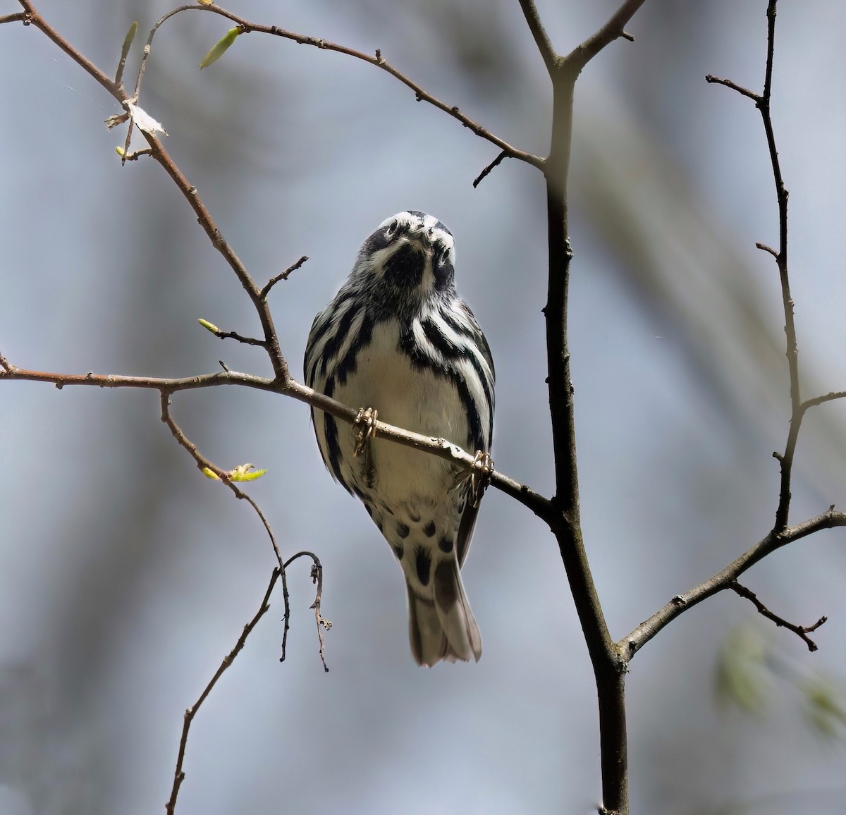 Black-and-white Warbler - ML618782290