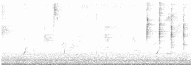 Дрізд-короткодзьоб Cвенсона - ML618782292
