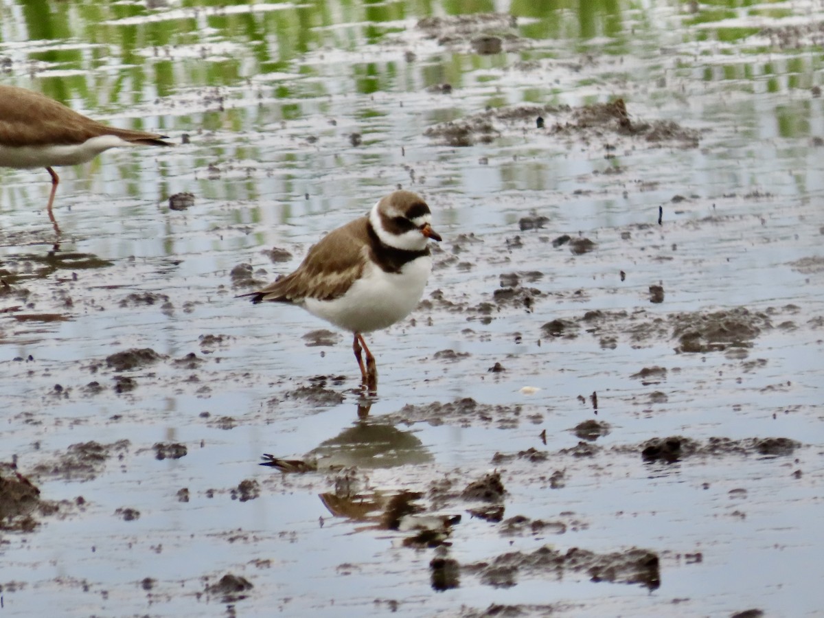 Semipalmated Plover - ML618782309