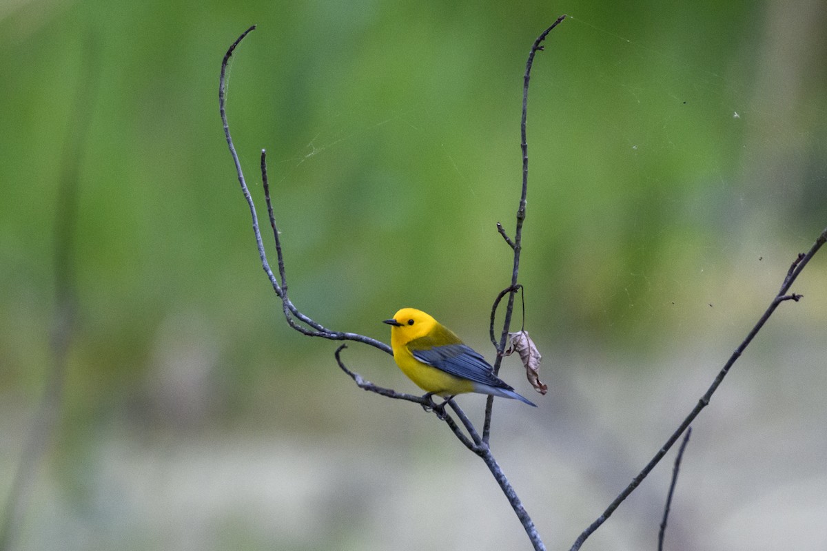 Prothonotary Warbler - Christine Andrews