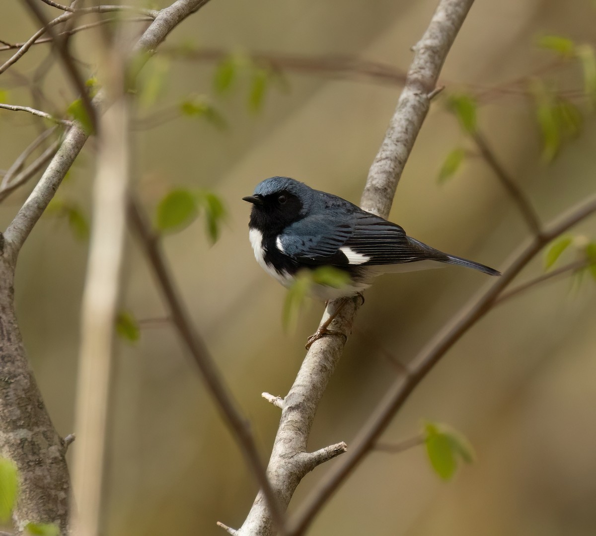 Black-throated Blue Warbler - ML618782330