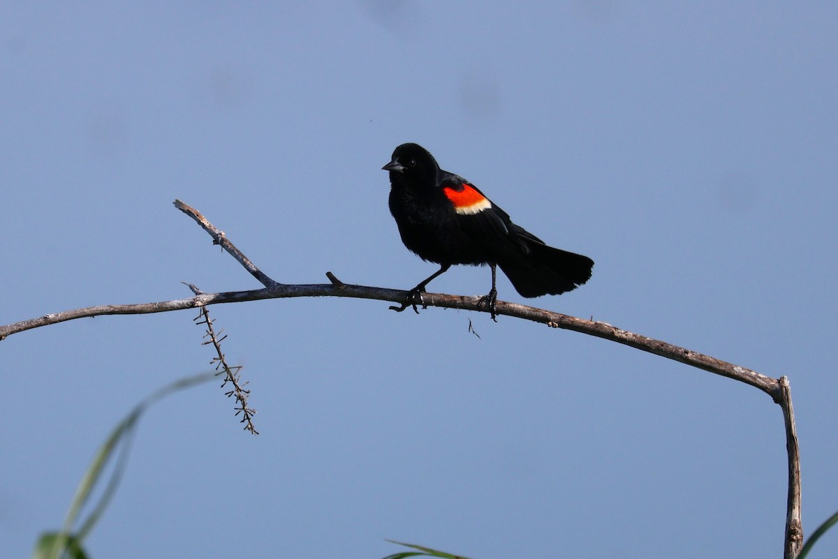 Red-winged Blackbird - Tricia Vesely