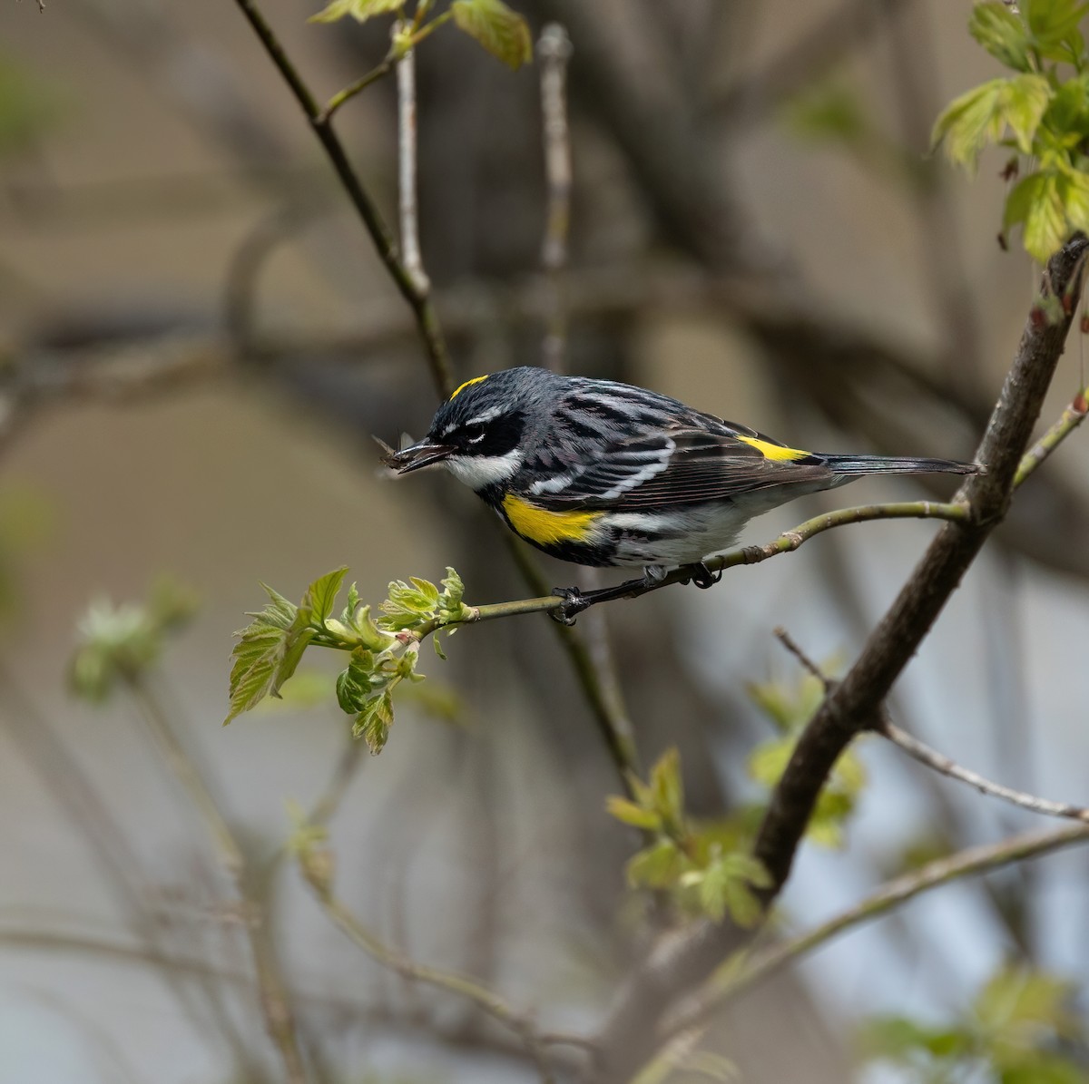 Yellow-rumped Warbler - Julie Paquette