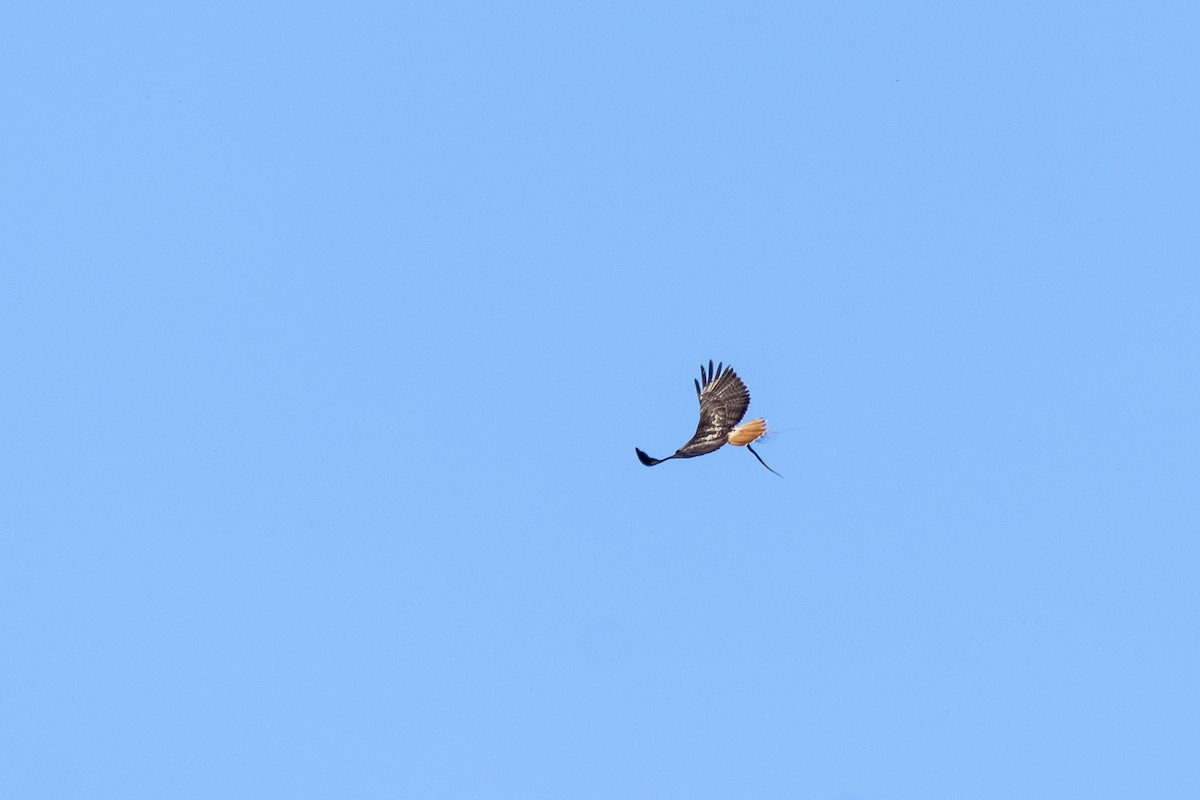 Red-tailed Hawk - ML618782381