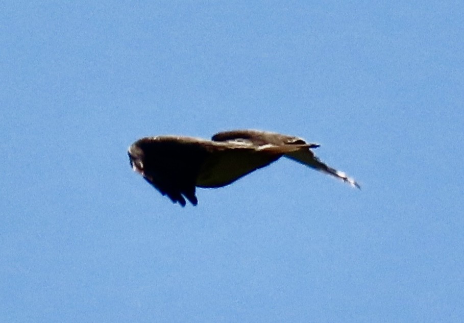 Red-tailed Hawk - ML618782450