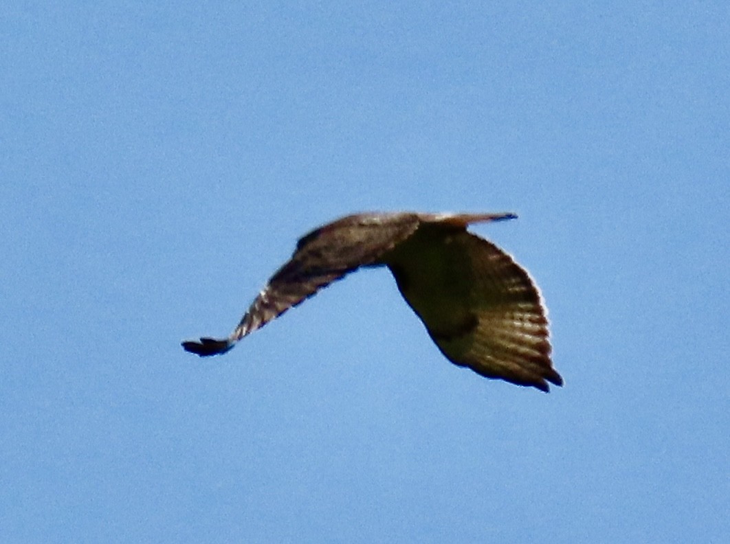 Red-tailed Hawk - ML618782451