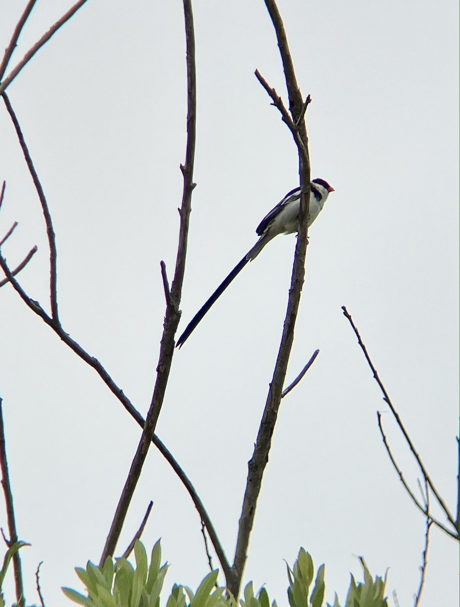 Pin-tailed Whydah - ML618782462
