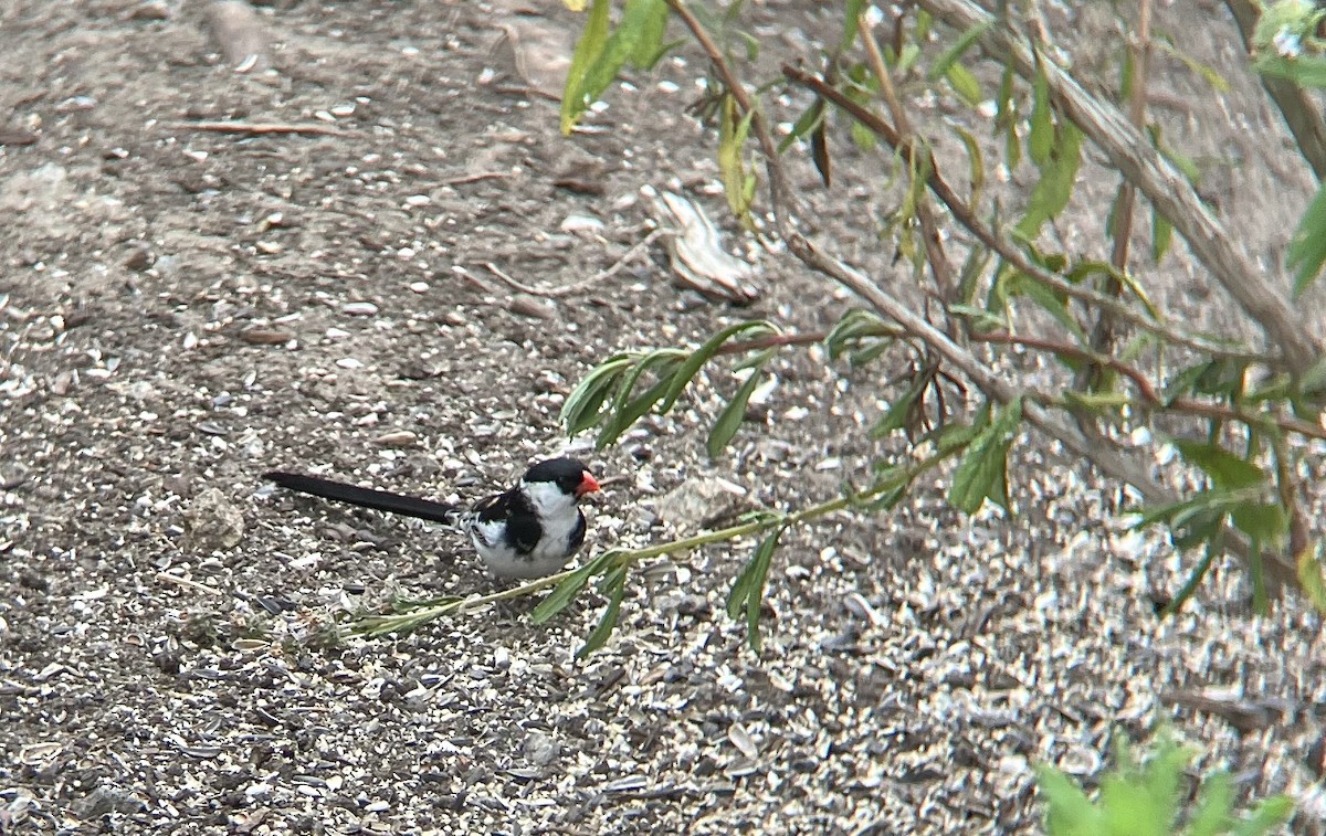 Pin-tailed Whydah - ML618782463