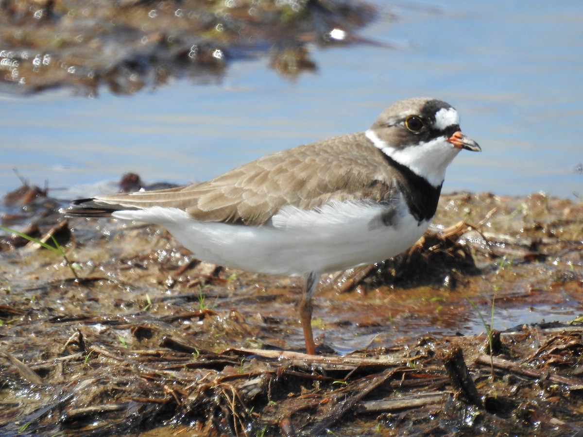 Semipalmated Plover - ML618782464
