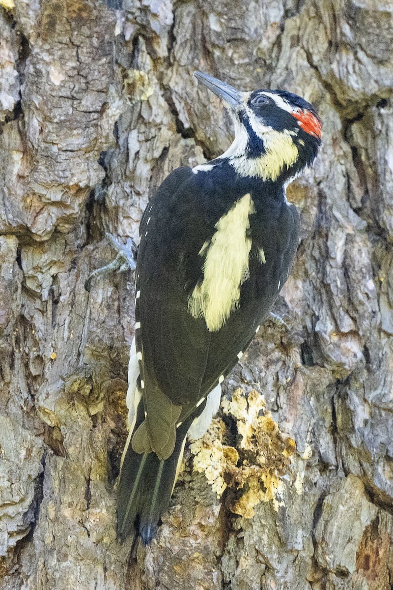 Hairy Woodpecker - ML618782484
