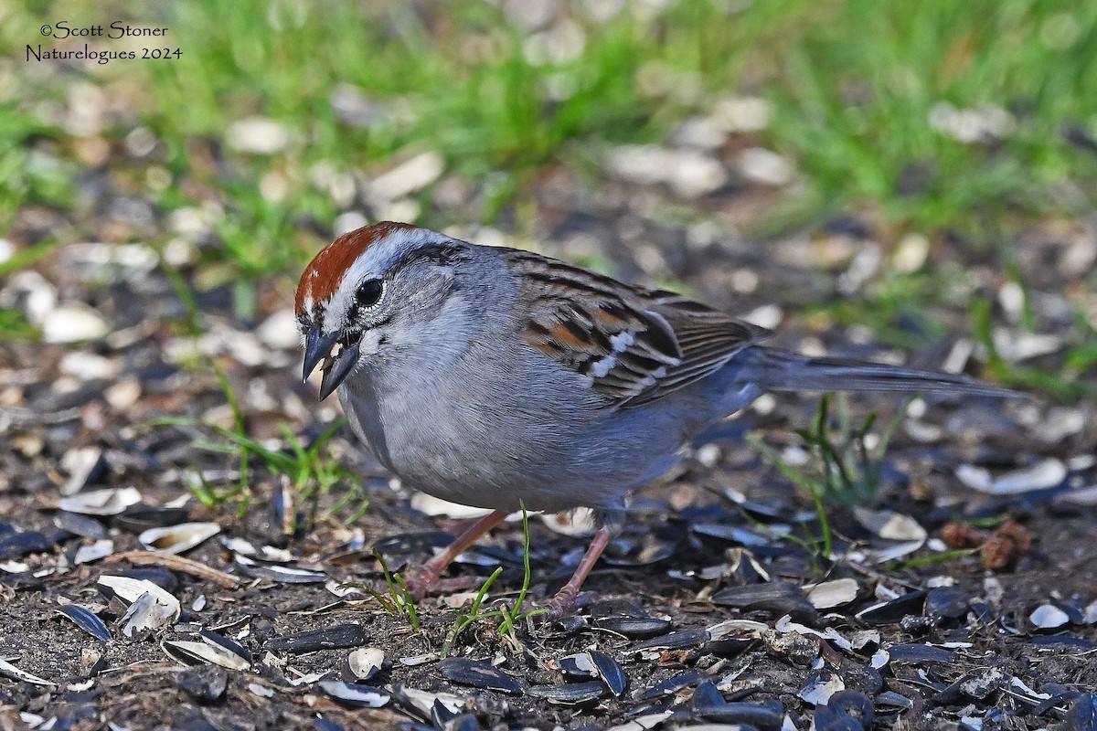 Chipping Sparrow - ML618782533