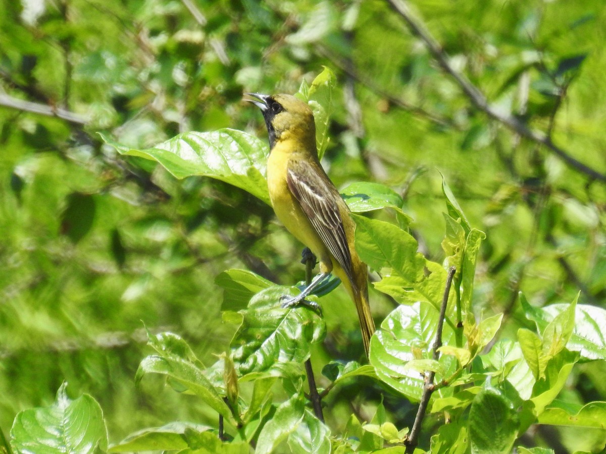 Orchard Oriole - ML618782545