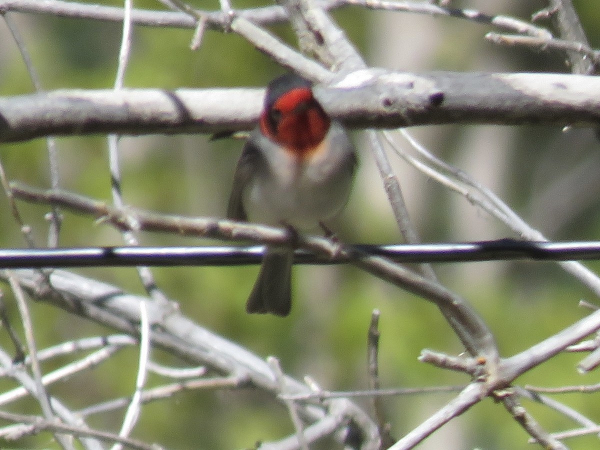 Red-faced Warbler - Anonymous